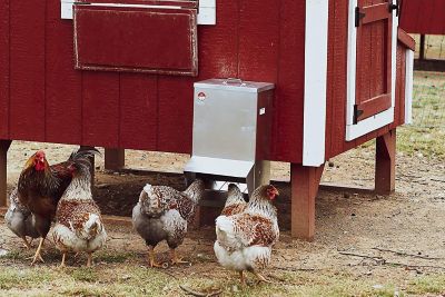 Image showing  Mounted Chicken Trough Feeder, 25 lb.