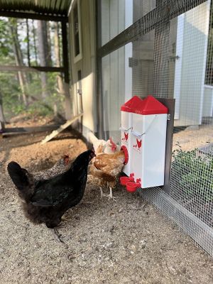 Image showing  High Rise Chicken Feeder and Waterer Set
