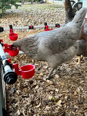 Image showing  Poultry Autofill Water Cup Waterer