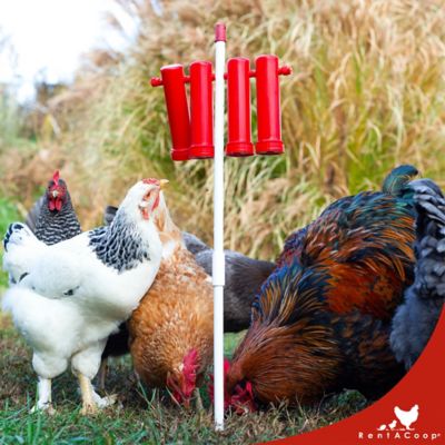 Image showing  Chicken Treat Dispenser, 4 tubes