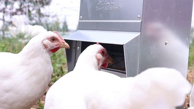 Image showing  Mounted Chicken Trough Feeder, 10 lb.