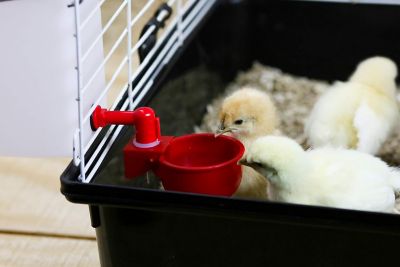 Image showing  Autofill Cup Poultry Drinker