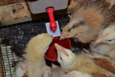 Image showing  Autofill Cup Poultry Drinker