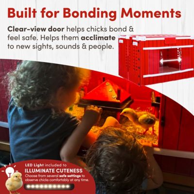 Image showing  Little Red Barn Folding Chick Brooder All-in-One Set for 10 Chicks