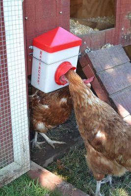 Image showing  Chick 2 Chicken Single Port Feeder