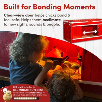 Image showing  Big Red Barn Folding Chick Brooder All-in-One Set