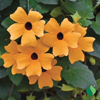 DeGroot Bag O'Blooms - Black Eyed Susan Vine