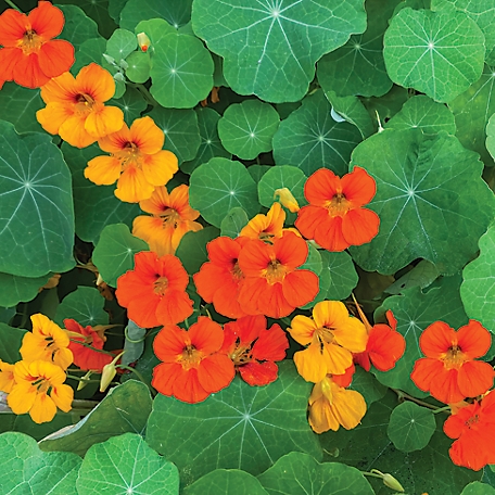 DeGroot Bag O'Blooms - Nasturtium