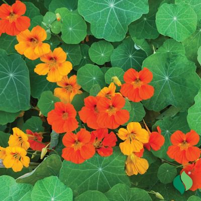 DeGroot Bag O'Blooms Saddle Bag - Nasturtium