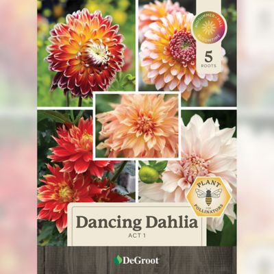 Image showing  Dancing Dahlia Act 1