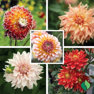 Image showing  Dancing Dahlia Act 1