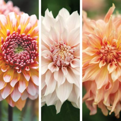Image showing  Dancing Dahlia Act 1