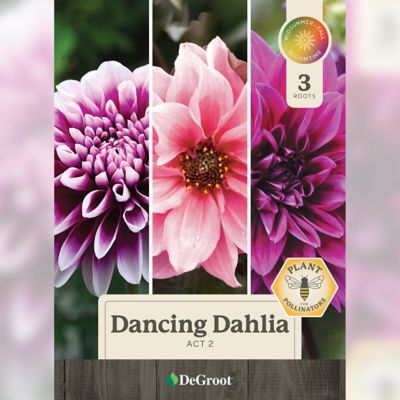 Image showing  Dancing Dahlia Act 2
