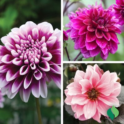 Image showing  Dancing Dahlia Act 2