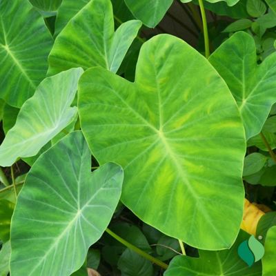 DeGroot Elephant Ear Grower's Dozen