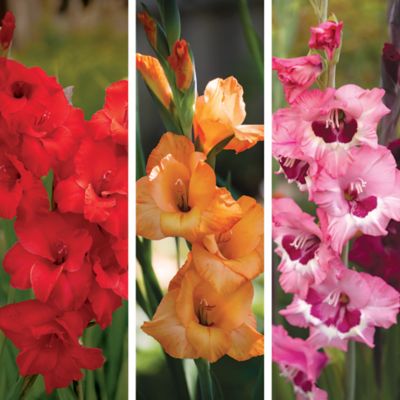 DeGroot Sunset Gladiolus Mix