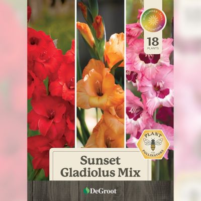 Image showing  Sunset Gladiolus Mix