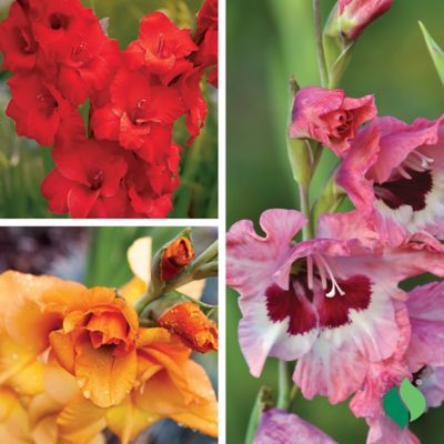 Image showing  Sunset Gladiolus Mix
