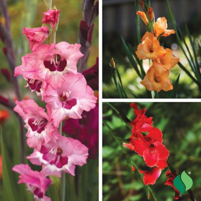 Image showing  Sunset Gladiolus Mix