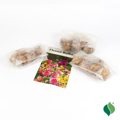 Image showing  Sunset Gladiolus Mix