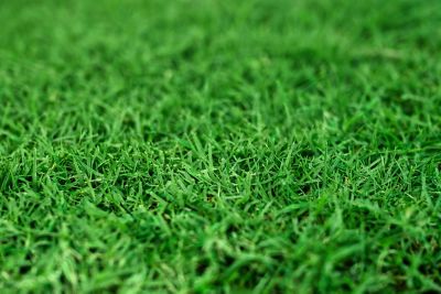 Image showing  Real Grass Pet Potty Pad Reptile Grass Pad Refill