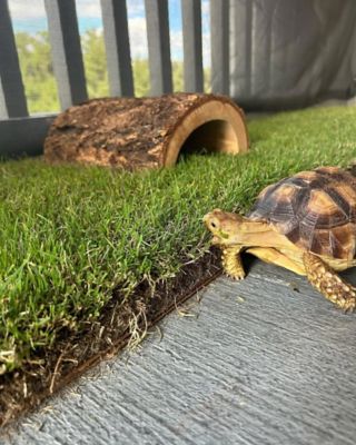 Image showing  Real Grass Pet Potty Pad Reptile Grass Pad Refill