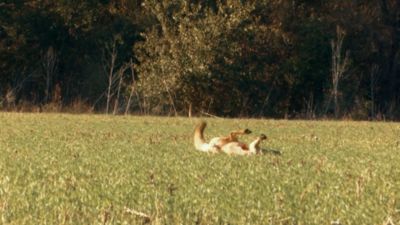 Image showing  Ammo 22 Arc 88 GR ELD Match