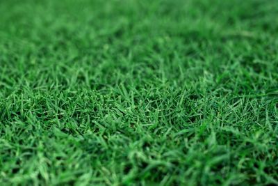 Image showing  Real Grass Pet Potty Pad Small Animal Grass Pad Refill