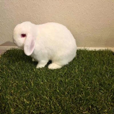 Image showing 5 th Gotta Go Grass Real Grass Pet Potty Pad Small Animal Grass Pad 2 pk. with Tray