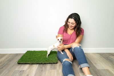 Image showing 5 th Gotta Go Grass Real Grass Pet Potty Pad with Tray and Toy Ball