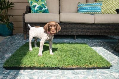 Image showing 8 th Gotta Go Grass Real Grass Pet Potty Pad 2 pk. with Tray and Toy Ball