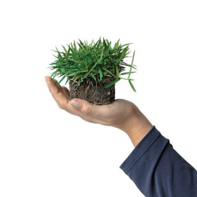 Image showing  Zoysia Icon Tray 32 pk. Grass Plugs