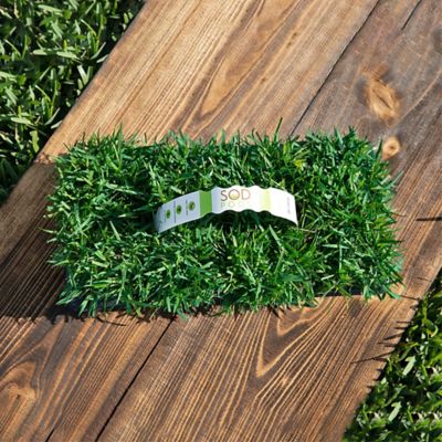 Image showing  Zoysia Icon Tray 32 pk. Grass Plugs
