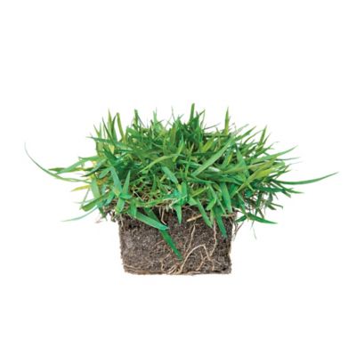 Image showing  Zoysia Icon Tray 32 pk. Grass Plugs