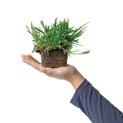 Image showing  St Augustine Floratam Tray 16 pk. Grass Plugs