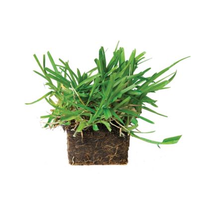 Image showing  St Augustine Floratam Tray 16 pk. Grass Plugs