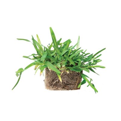 Image showing  St Augustine Floratam Tray 64 pk. Grass Plugs