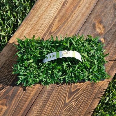 Image showing  St Augustine Palmetto Tray 32 pk. Grass Plugs