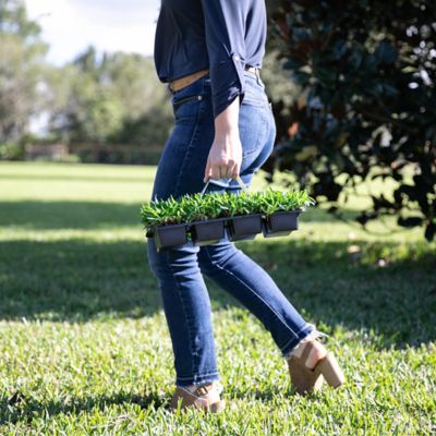 Image showing  St Augustine Palmetto Tray 32 pk. Grass Plugs