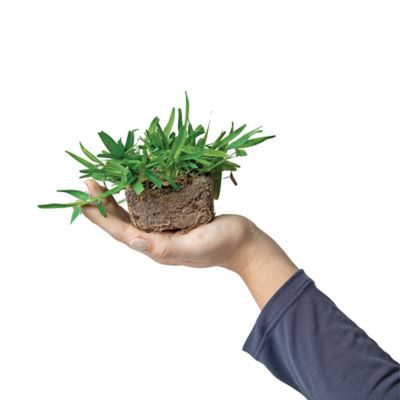 Image showing  St Augustine Palmetto Tray 64 pk. Grass Plugs