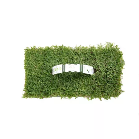 SodPods Bermuda Bimini Tray 32 pk Grass Plugs Ground Cover Plants