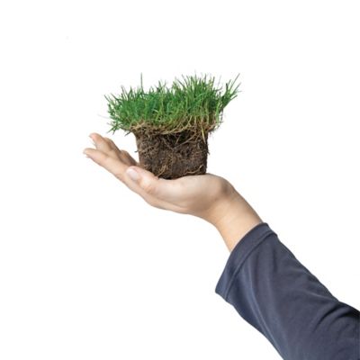 Image showing  Bermuda Bimini Tray 64 pk. Grass Plugs