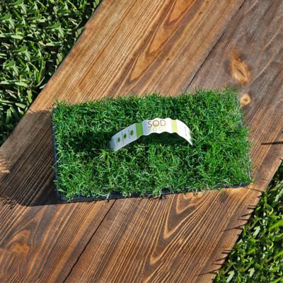 Image showing  Bermuda Bimini Tray 64 pk. Grass Plugs