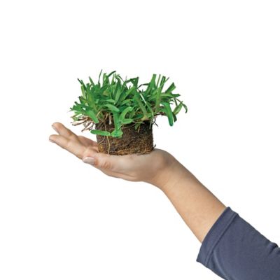 Image showing  St. Augustine Seville Tray Grass Plugs Plants, 32 pc.