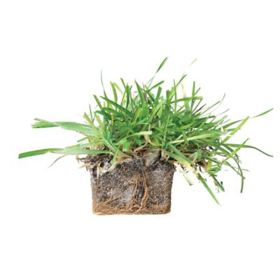 Image showing  Medium/Light Green Centipede Tray Grass Plugs Plants, 32 pc.