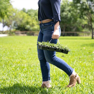 Image showing  St Augustine CitraBlue Tray 32 pk. Grass Plugs