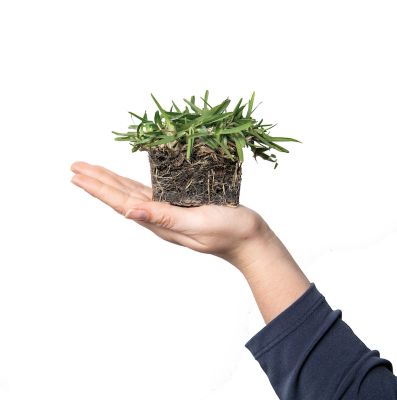 Image showing  St Augustine CitraBlue Tray 64 pk. Grass Plugs