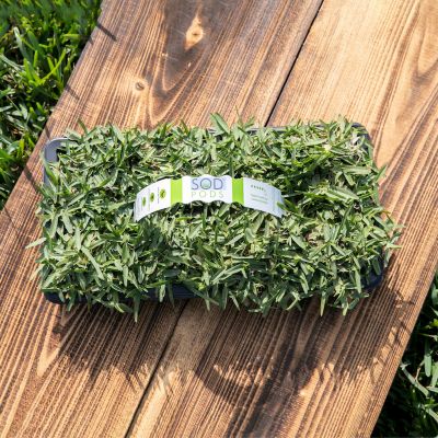 Image showing  St Augustine CitraBlue Tray 64 pk. Grass Plugs