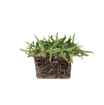 Image showing  St Augustine CitraBlue Tray 64 pk. Grass Plugs