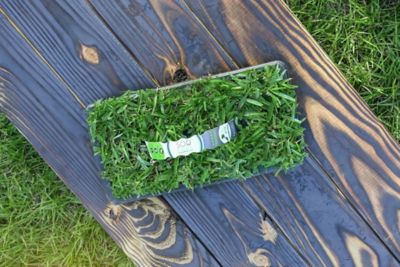 Image showing  St Augustine ProVista Tray 16 pk. Grass Plugs